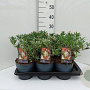 Pieris 'Flaming Silver' GM C3