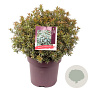 Pieris jap. 'Little Heath' 50-55 cm 13L