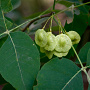 Ptelea trifoliata 250-300 cm cont. 110L meerstammig