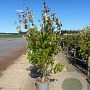 Cornus kousa chinensis 125-150 cm 20L