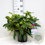 Rhododendron 'Blue Peter' 30-40 cm 5,0L