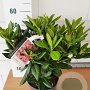 Rhododendron 'Cosmopolitan' 30-40 cm 5,0L