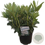Rhododendron 'Cunningham's White' 50-60 cm 10L