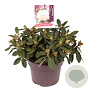 Rhododendron (Y) 'Dreamland' 25-30 cm 5,0L