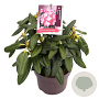 Rhododendron (Y) 'Fantastica' 25-30 cm 5,0L