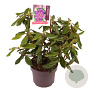 Rhododendron 'Lee's Dark Purple' 30-40 cm 5,0L