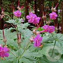Geranium macr. `Bevan`s Var` GM P9