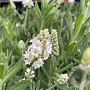 Lavandula ang. `Early White` GM P9