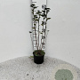 Ribes alpinum 40-60 cm 2,0L