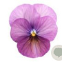 Viola kleinbloemig roze GM P9