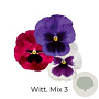 Viola Trio grootbloemig Witt mix 3 GM P13