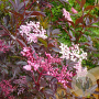 Sambucus nigra 'Thundercloud' 50-70 cm 7,5L