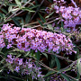 Buddleja davidii Free Petite 'Lavender Flow' 20-25 cm 2,0L