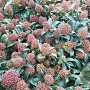 Skimmia japonica 'Marlot' GM 1.5