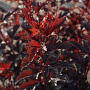 Physocarpus opulifolius 'All Black' 80-100 cm 10L