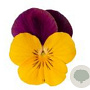 Viola kleinbloemig geel met paarse vleugel GM P9