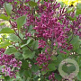 Syringa Bloomerang Dark Purple 90 cm stam 30L