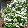 Viburnum plic. 'Summer Snowflake' 125-150 cm cont. 110L breed