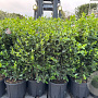 Viburnum tinus 80-100 cm 18L