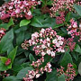 Viburnum tin. 'Eve Price' 50-60 cm 13L