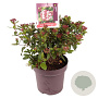 Viburnum tin. 'Gwenllian' 40-50 cm 13L