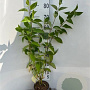 Cornus alba 80-100 cm 2,0L
