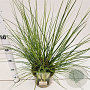 Cortaderia s. 'Pumila' 40-60 cm 4,0L
