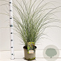 Miscanthus sin. 'Morning Light' 40-60 cm 4,0L