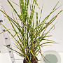 Miscanthus sin. 'Strictus' 40-60 cm 4,0L