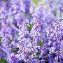 Nepeta 'Walker's Low' GM P9