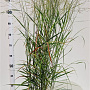 Panicum virgatum 'Rehbraun' 40-60 cm 4,0L