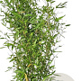 Phyllostachys bissetii 175-200 cm 10L