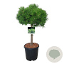 Pinus dens. 'Low Glow' 40 cm stam 15L kroon 50-60