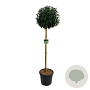 Prunus lusitanica 'Angustifolia' 120-140 cm 30L