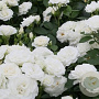 Rosa (F) Schneewittchen 80 cm stam 5,0L