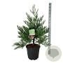 Sequoiadendron g. 'H. Mammoth Two' 60-80 cm 30L extra