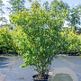 Amelanchier lamarckii 175-200 cm cont. 90L