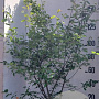 Amelanchier lamarckii 200 cm 35L