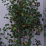 Amelanchier ovalis 100-125 cm 20L