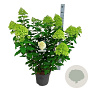 Hydrangea pan. 'Limelight' 60-80 cm 15L