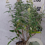 Buddleja d. 'White Bouquet' 60-80 cm 10L