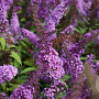 Buddleja Free Petite Dark Pink 30-40 cm 2,0L