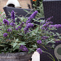 Buddleja Free Petite Lavender Flow 20-25 cm 2,0L