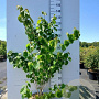 Cercis chinensis 125-150 cm 20L