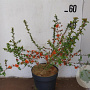 Chaenomeles j. 'Sargentii' 50-60 cm 10L