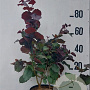 Corylus m. 'Purpurea' 60-80 cm 10L