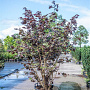 Corylus m. 'Purpurea' 200-225 cm cont. 90L