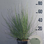 Cytisus praecox 60-80 cm 10L