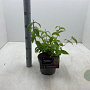 Deutzia hybrida 'Strawberry Fields' 30-40 cm 3,0L