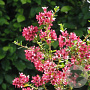 Escallonia 'Donard Seedling' 30-40 cm C1.5